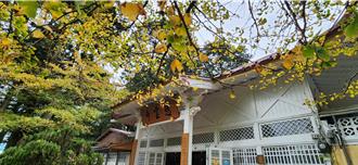 立冬已過嘉義高溫仍近30度 阿里山楓紅延遲 12月是關鍵