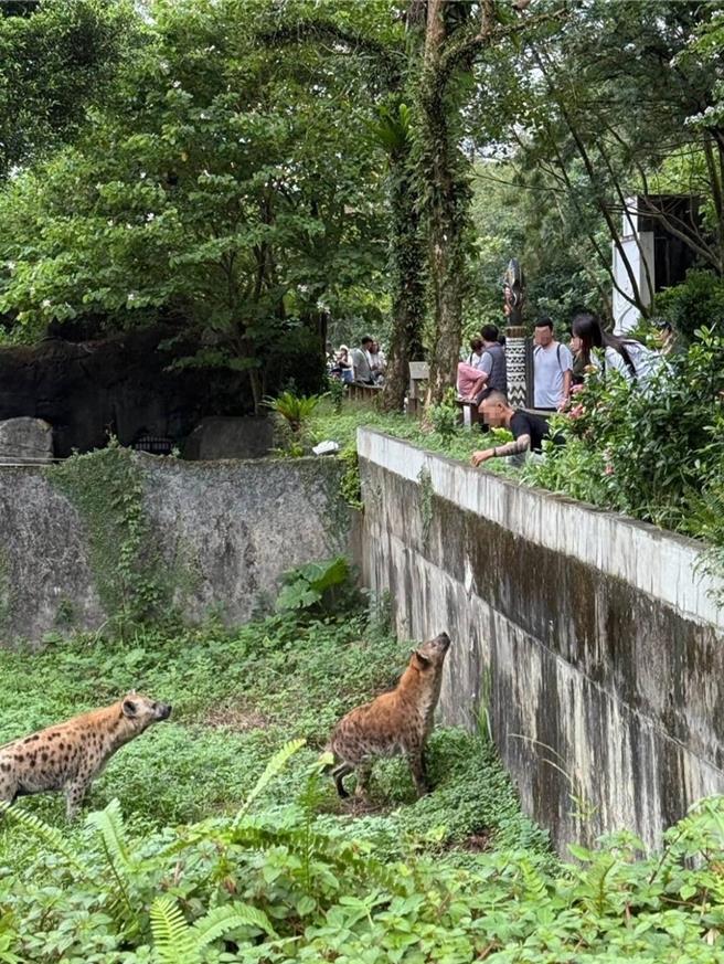 台北市立动物园斑点鬣狗区16日惊传游客私自跨越栏杆闯入。园方17日怒批，文明素质低落。（翻摄threads「jojo06260626」贴文）