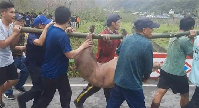 狩猎的抓猪竞赛「人猪大战」画面一曝光后，让网友直呼，澳花男儿果然是打猎的好手，个个手脚俐落、力大无穷。（民眾提供／吴佩蓉宜兰传真）