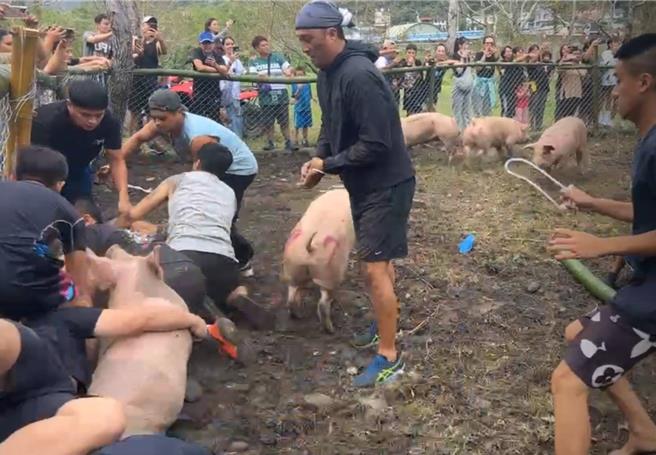 活动会场开放村民抓猪、抓鸡，抓猪过程中，只见部落庄丁进入围篱内徒手捕抓，与猪惊险缠斗，过程中围观族群惊声尖叫。（民眾提供／吴佩蓉宜兰传真）