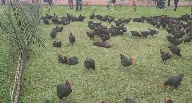 今年活动16日在澳花村运动场举行，有狩猎、射箭、锯木、拔河及抓鸡等竞赛。（民眾提供／吴佩蓉宜兰传真）