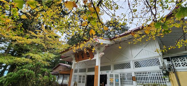 受暖冬影响，大阿里山区落叶植物变色起码晚了2周，山区红叶仅零星景点进入变色阶段，目前慈云寺银杏约5成由绿转黄。（林业署嘉义分署提供／吕妍庭嘉义传真）