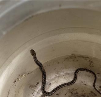 豐原葫蘆墩公園如廁驚見小花浪蛇 男子嚇壞打1999抓蛇