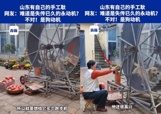 飼料錢自己賺！陸製「狗動機」 遛狗、家務兩兼得