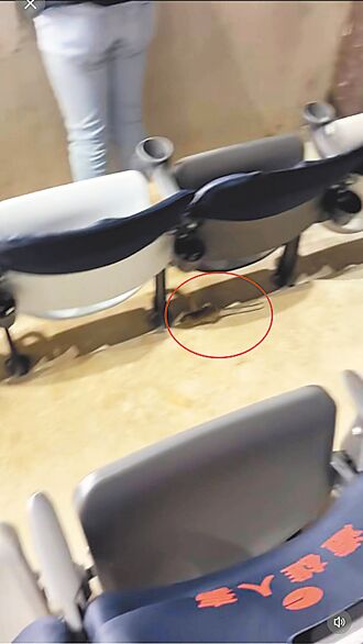 鼠窜大巨蛋 远雄：已清消