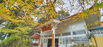 暖冬 阿里山楓紅晚來2周