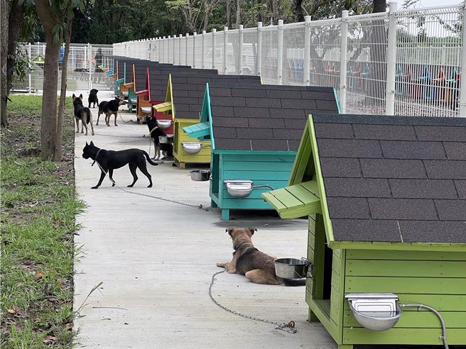 毛孩森活村提供已驯化游荡犬安全、舒适的环境。（洪荣志摄）
