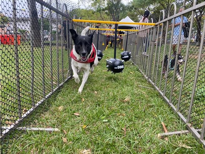 魔幻毛宝贝玩乐区提供拍照打卡区和运动闯关游戏区。（新北市动保处提供）