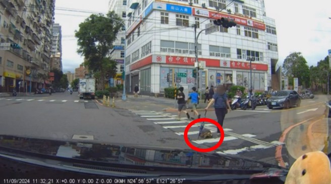 汽车驾驶转弯遇到妇人遛乌龟，乌龟过马路妇人用雨伞控制方向。（翻摄爆料公社）