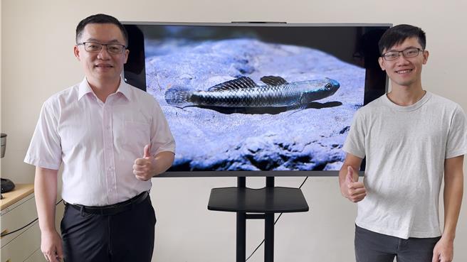 中山大學海洋科學系博士生莊維誠（右）與廖德裕院長（左）共同發表新物種青蜂枝牙鰕。（中山大學提供／郭良傑高雄傳真）