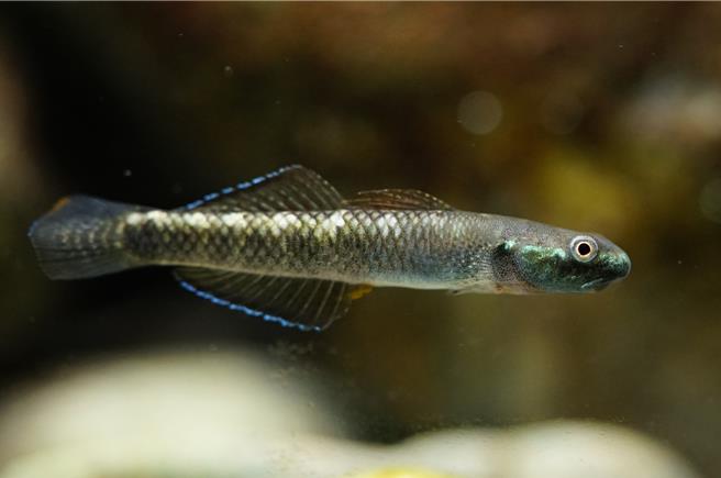 發現的物種「青蜂枝牙鰕虎雄魚」。（中山大學提供／郭良傑高雄傳真）