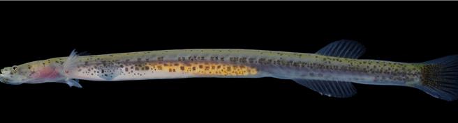 碩士生陳冠勳發表採自東北角大溪川的台灣竿鰕虎（中山大學提供／郭良傑高雄傳真）