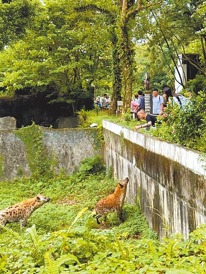 有2名游客私自跨越台北市立动物园斑点鬣狗展示场栏杆，闯入后甚至疑似喂食不明物体。（摘自Threads＠jjlin_1108）