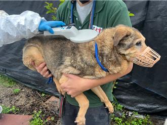 新北市全面納管民間狗場 辦理輔導訪視、助退場