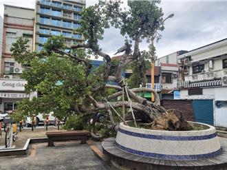 恆春半島颳12級落山風 樹倒、招牌晃 民眾嚇「比颱風大」