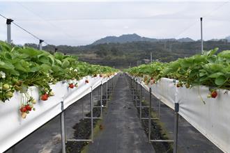 大湖鄉青農研發草莓新植法 「連接式種植槽」解決病害困擾