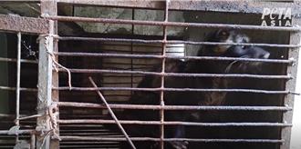 揭開貓屎咖啡黑幕！印尼麝香貓遭囚虐 善待動物組織籲抵制