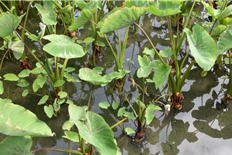 苑裡鎮公所不滿農損補助連遭否決 苗縣府：補齊資料後覆勘