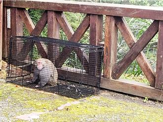 防治台灣獼猴 嘉縣議員建議比照浪浪「絕育回置」