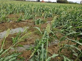 康芮颱風襲台 桃園農損1487萬元 高粱倒伏129公頃