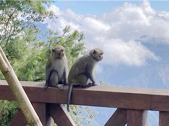 比照浪浪「絕育後放回」防治台灣獼猴？學者這麼說