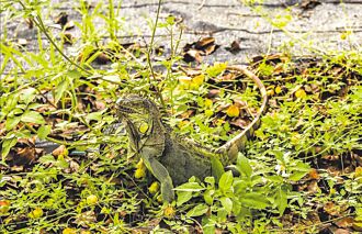 綠鬣蜥北移 農業部允提高移除獎勵