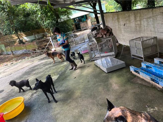 動保處清查民間狗場。（新北市動保處提供）