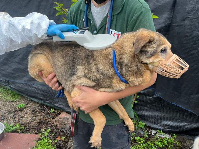 掃瞄犬隻晶片。（新北市動保處提供）