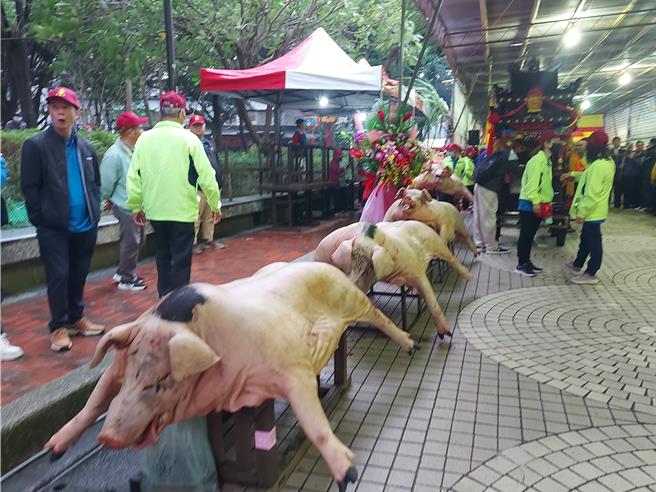 现在展示数头猪公以供祭祀。（张铠乙摄）