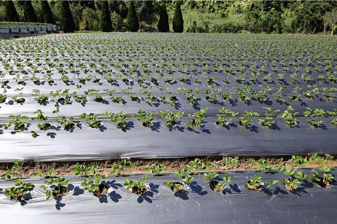 湖鄉草莓是國產草莓最重要的生產區，今年受到氣候影響，新草莓植株栽種足足延後近一個月才開始栽種。（謝明俊攝）