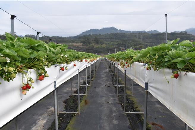 草高架式栽植法所需建置高架所需費用占去相當高的生產成本。（謝明俊攝）