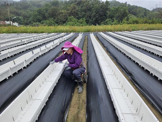 大湖鄉草莓青農葉德龍研發出「連接式種植槽」並已申請獲得發明專利。（大湖鄉公所提供／謝明俊苗栗傳真）