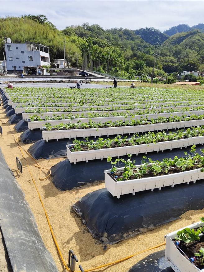 大湖鄉草莓青農葉德龍研發出「連接式種植槽」並已申請獲得發明專利。（大湖鄉公所提供／謝明俊苗栗傳真）