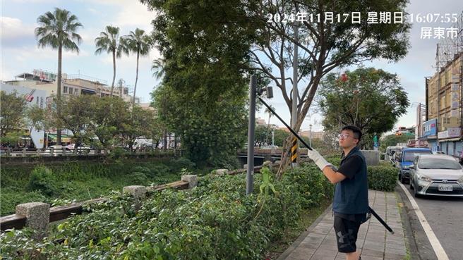 屏东「绿鬣蜥弊案」爆发后猎捕更积极，县长周春米表示，捕捉经费无上限。（屏县府提供／谢佳潾屏东传真）