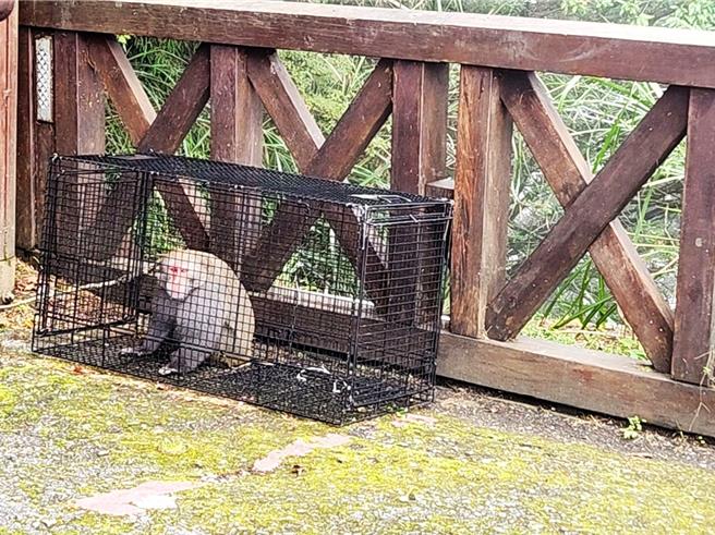 林業署嘉義分署為檢測人畜共通疾病，去年在阿里山森林遊樂區內採用誘捕絕育。（林業署嘉義分署提供／呂妍庭嘉義傳真）