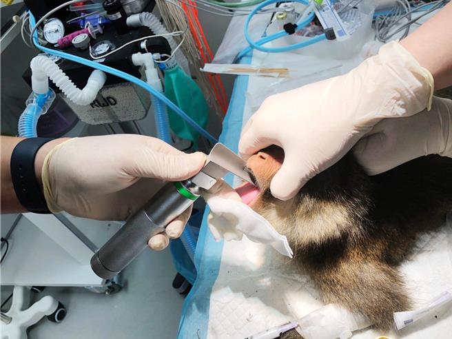 林業署嘉義分署為檢測人畜共通疾病，去年在阿里山森林遊樂區內採用誘捕絕育，共結紮6隻猴子。（林業署嘉義分署提供／呂妍庭嘉義傳真）