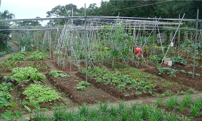 针对云林县长张丽善提出，无法负担辖区内人民粮食安全的县市，应向农地面积过度负担的县市购买农地权，台北市都发局表示，将持续配合内政部国土署审议作业。图为北市市民农园。（台北市政府提供／丁上程台北传真）