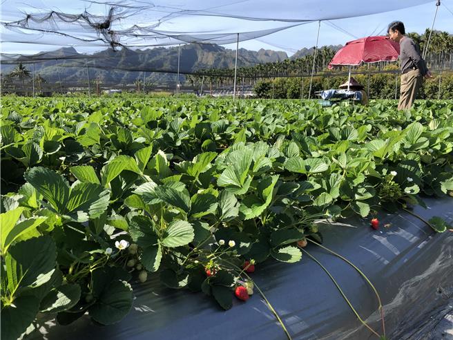 南投县内国土保育区、农业发展区面积比例高达97.08％，能作为城乡发展区土地不到3％。（杨静茹摄）