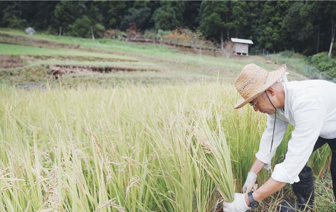 旅人可化身一日小农，到「棚田」体验农活趣味。(雄狮旅游提供) 