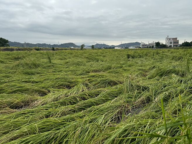 今年台灣因凱米、山陀兒、康芮等颱風挾帶強風或豪雨造成農業災損嚴重，使得各產險的農業保險理賠大增。圖／本報資料照片