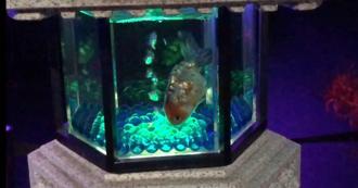 金魚藝術展「像把幾千隻狗關一起展覽」　獸醫示警：一定會有死亡