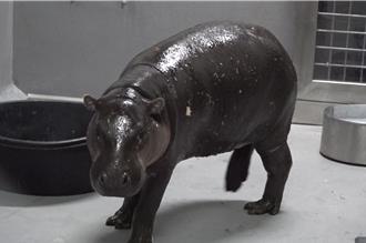 瀕危侏儒河馬報到！北市動物園添新成員
