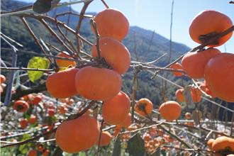 10多年等到了！台中和平區208公頃林班地 將設甜柿專區