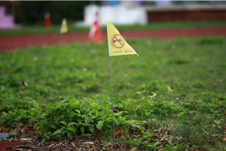 紅火蟻入侵苗栗 永貞國小驚見12處蟻巢