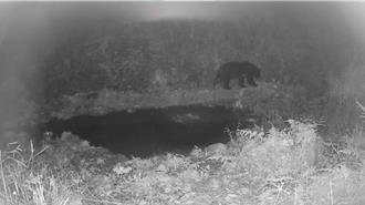 台灣黑熊現身鄒族獵場 嘉義獵人連2次捕捉身影 再獲5萬獎勵金