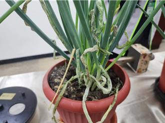 生物農藥技術新突破 青蔥抗蛾病毒成功製劑化