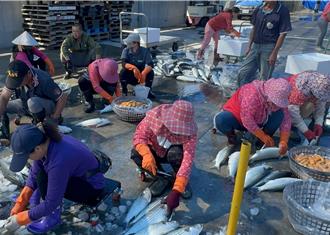 入冬「補冬」首選！雲林烏魚子產量豐 價格平穩