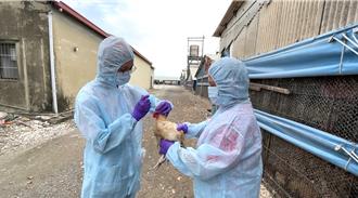 防堵禽流感入侵！台南加强禽场监测 守护家禽安全