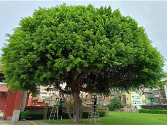 送别50年老榕树！彰化孔子庙以诗歌与音乐告别