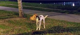 南科也有浪犬之亂　里長通報遭愛狗人士嗆「不會再投你了」